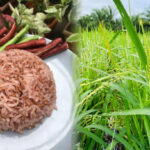 ข้าว GI ข้าวไร่หอมหัวบอนกระบี่